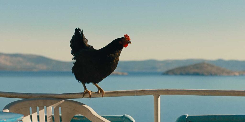 hen1 Hen
